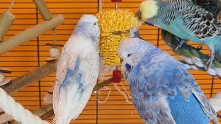 9 hours of happy budgie sounds [upl. by Anastice]