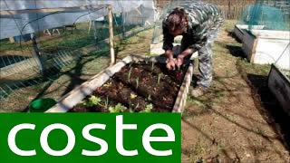 semina bietole a costa larga coste verdi autoprodotte sows in raised beds consociazioni naturali [upl. by Marieann]