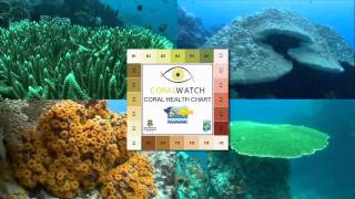 CoralWatch  how you can help reef conservation [upl. by Etterrag]