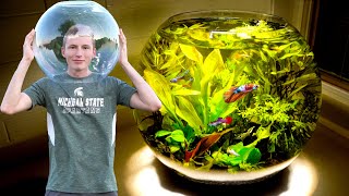 Massive 10 GALLON planted fish bowl [upl. by Ashien426]