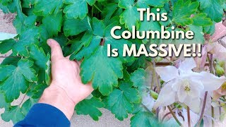 My Giant Columbine amp Some Growing Tips [upl. by Akin]