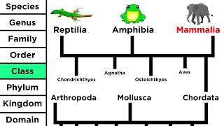 Phylogeny and the Tree of Life [upl. by Nyladnohr918]