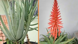 NÃO MATE SUA PLANTA  Como cuidar da Aloe folhas marrons nunca mais [upl. by Adnert]