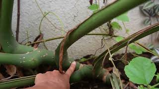 monstera plant [upl. by Marven]