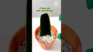 shorts propagate snakeplant without soil and water [upl. by Liggitt885]