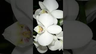 Moon Orchid Moth Orchid Phalaenopsis amabilis in Orchid Family  Observed in Description [upl. by Gisele731]