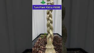 Amazing way to Grow Plant  Bonsai [upl. by Ydnak]