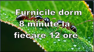 Furnicile dorm Află cum își iau pauze de 8 minute în fiecare 12 ore [upl. by Aokek]