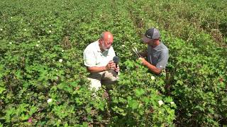 Part 2 Treating Verticillium Wilt in Cotton [upl. by Nnyltiac]