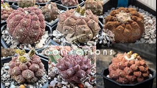 something new garden selections of Copiapoa lizardskin 龍爪球屬蜥蜴皮園藝選拔紀錄 [upl. by Macdonald913]