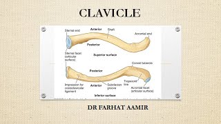 Clavicle [upl. by Eryt]