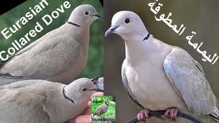 صوت اليمامة المطوقة call song eurasian collared dove [upl. by Aeniah]