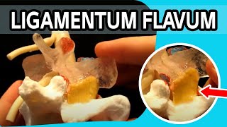 Ligamentum Flavum  The FIRST Dynamic Ligamentum Flavum Ever To Be Produced [upl. by Lock]