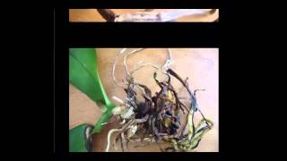 Phalaenopsis Orchid Care  Healthy Roots vs Root Rot  By rePotme [upl. by Wylie239]