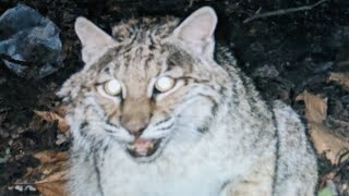 A Further Look at Bobcat Trapping trapping trapper wildlifemanagement [upl. by Mani]