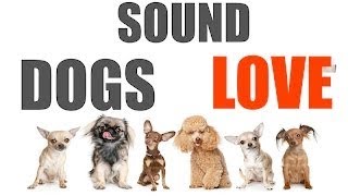 10 Sounds Dogs Love To Hear The Most  Sound Dogs Love All Time  HQ [upl. by Apple953]