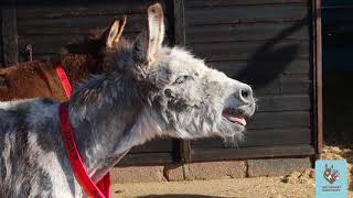 Braying donkey The Donkey Sanctuary [upl. by Lori]