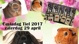 NCC Caviadag Tiel 2017 [upl. by Aerdnek]