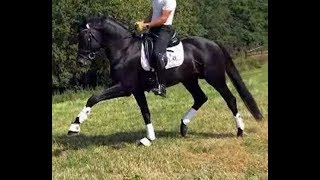 2013 black KWPN stallion 163 hh170 cm top quality prospect  wwwsporthorsesonlinecom [upl. by Nazus]