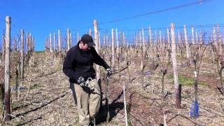 Weinreben werden in Formgebracht und gebunden [upl. by Lorinda]