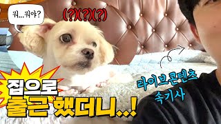 REAL Vlog 집으로 출근했더니 개리둥절 [upl. by Wynne183]