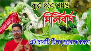 মিলিবাগের সমস্যা থেকে চিরতরে মুক্তি কীভাবে দমন করবেন মিলিবাগ gardening [upl. by Spears]