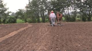 Belgian Draft Horses draw the harrow [upl. by Herc]