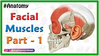 Facial muscles Anatomy animation Part 1  Neck and Auricular muscle group [upl. by Kori416]