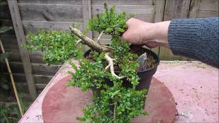 Shrubby Honeysuckle Lonicera Nitida Bonsai April 2019 [upl. by Nyliuqcaj846]