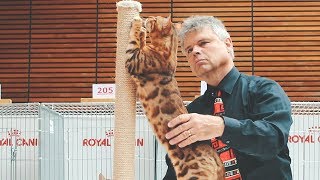 Bengal Cat in TICA Show [upl. by Agnes]