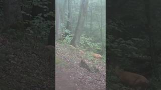 These whitetail fawns are braving the rain—watch this adorable trail cam moment cuteanimals [upl. by Tomchay]