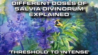 A Realistic Explanation of Salvia’s Effects [upl. by Yatnod77]