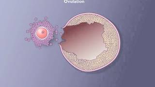 Follicle development [upl. by Yrocal]