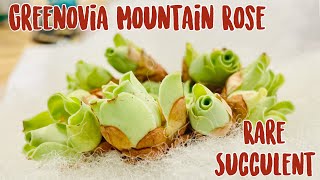 Greenovia Mountain Rose  Origin amp Facts  Rare  Succulents by Vonny [upl. by Nyliac]