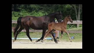 Colt Erste Sahne x Lord Leatherdale x Negro 2024 [upl. by Judenberg]