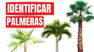 ✔️ COMO DIFERENCIAR PALMERAS WASHINTONIAS ROBUSTA Y FILIFERA 🌴IDENTIFICAR PALMERAS DE FORMA FÁCIL [upl. by Elbring662]