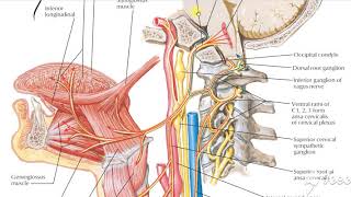 Hypoglossal nerve 1 [upl. by Kurland505]