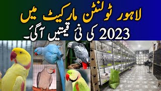 Famous Tollinton Market Lahore Birds Market  Hajwairi Birds Shop  Latest Price Update PICAVIARY [upl. by Ahseer29]