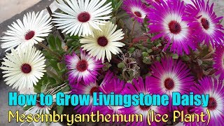 Ice Plant Flower  How to Grow Livingstone Daisy  How to Grow Mesembryanthemum From Seeds [upl. by Jaco]