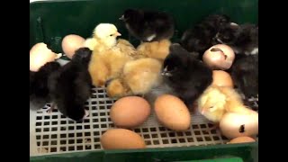 Sciences en maternelle Naissance de poussins [upl. by Glantz]