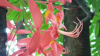 Amherstia nobilis Wall The Pride of Burma The Queen of Flowering Trees [upl. by Pernas]