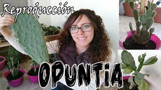 Cómo reproducir Nopal  Reproducción asexual del género OPUNTIA  Propagación del Nopal [upl. by Margarette]