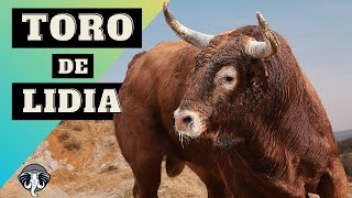 El TORO de LIDIA  Majestuoso TITÁN [upl. by Onivla202]