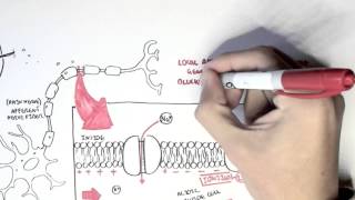 Pharmacology  Local Anaesthetic [upl. by Alekahs463]