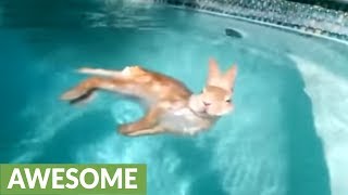 Super relaxed bunny rabbit floats in the pool [upl. by Peters]