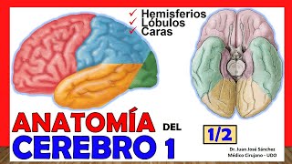 🥇 ANATOMÍA DEL CEREBRO 12 Telencéfalo ¡Explicación Sencilla [upl. by Lexis]