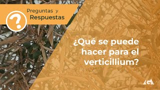 ¿Qué se puede hacer para el Verticillium [upl. by Benni]