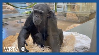 Heres a look at the new chimpanzee complex at Indianapolis Zoo [upl. by Ikcaj]