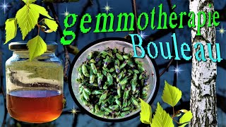 Comment faire son macérat glycériné de bourgeons de Bouleau gemmothérapie [upl. by Hannie]