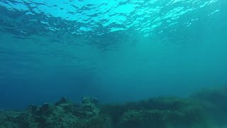 Filming underwater Ibiza– Formentera HD flying fish  Gopro Hero 4 [upl. by Noitsirhc]